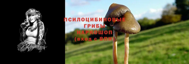 Галлюциногенные грибы Psilocybine cubensis  что такое наркотик  Тырныауз 